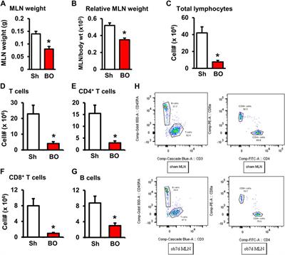 Mechanisms of lymphoid depletion in bowel obstruction